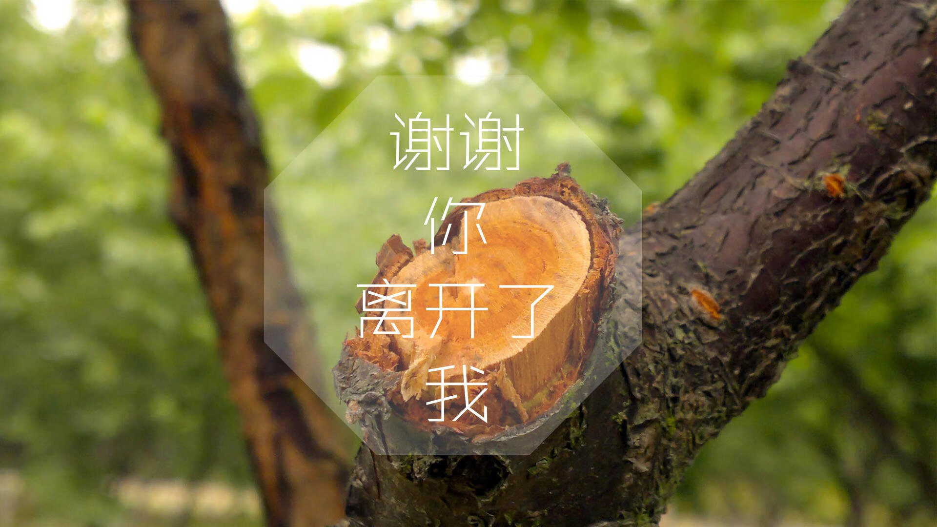 体育连续保持多场联赛不败，体育连续保持多场联赛不败的英文