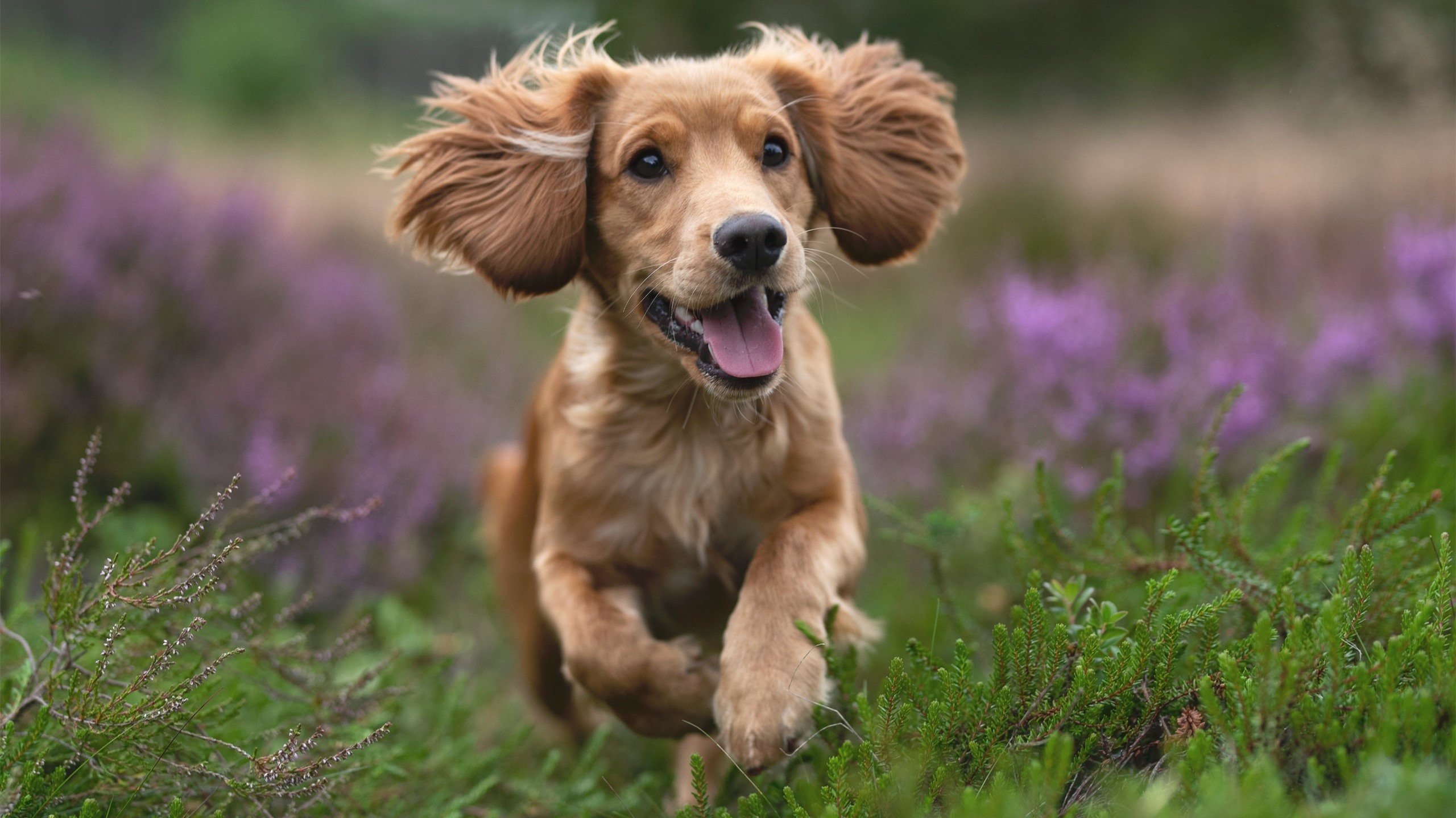 开云入口-自由泳滑行技术改进带来速度提升，自由泳滑行时用打腿吗