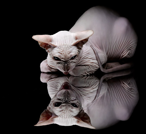 职业联赛缺少合理的竞争机制设计,职业联赛缺少合理的竞争机制设计的原因