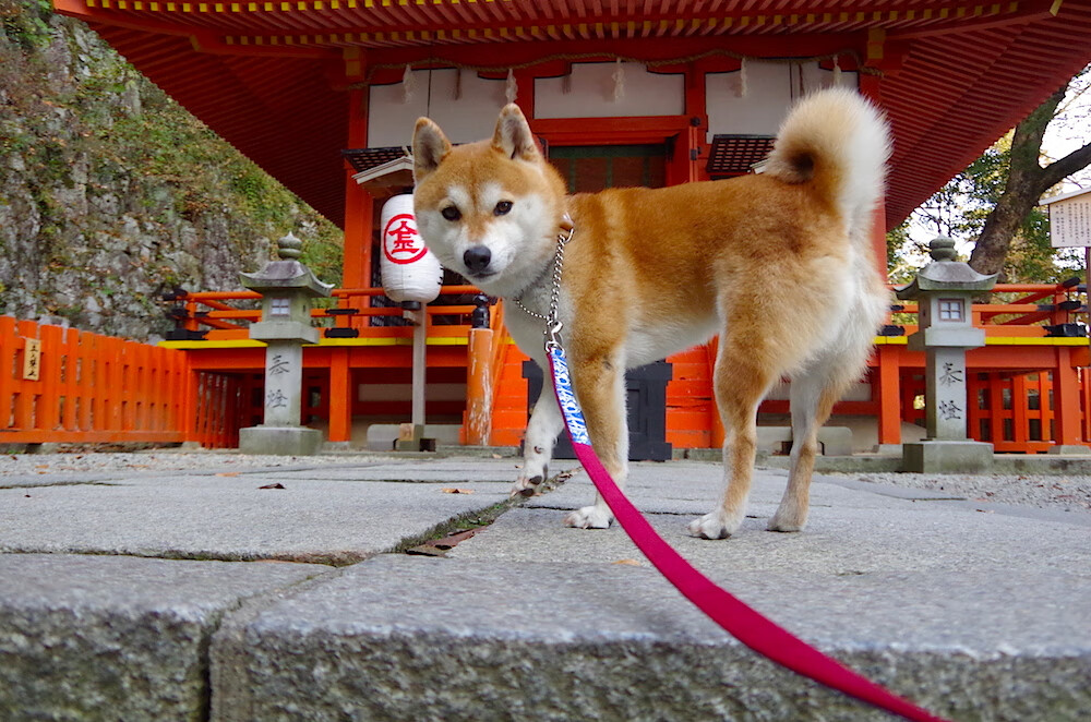 开云体育APP下载-观众席扩声系统升级改善比赛氛围，观众席安排方式