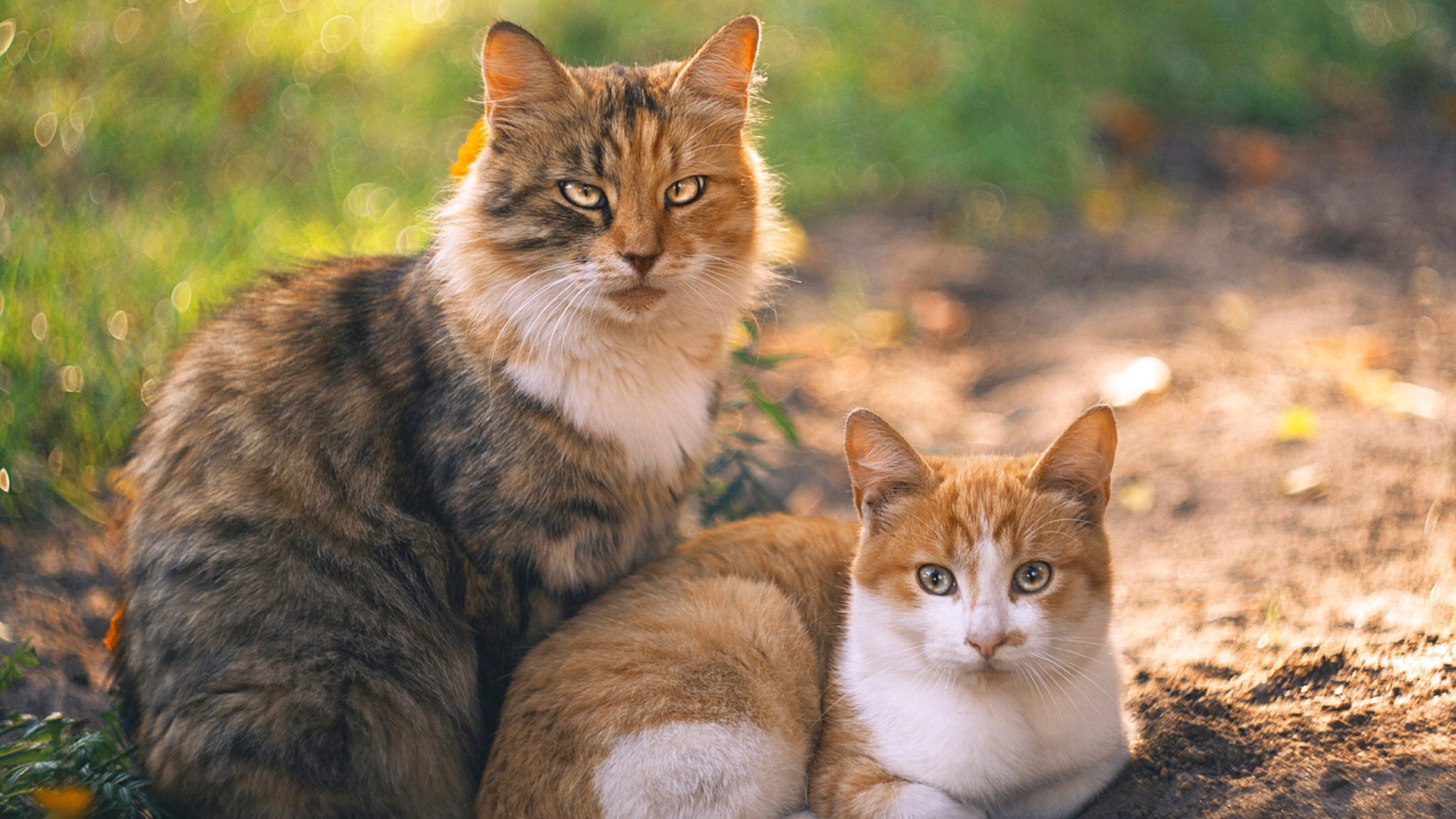谈判开启！新月正式报价努涅斯，新月委身努达海