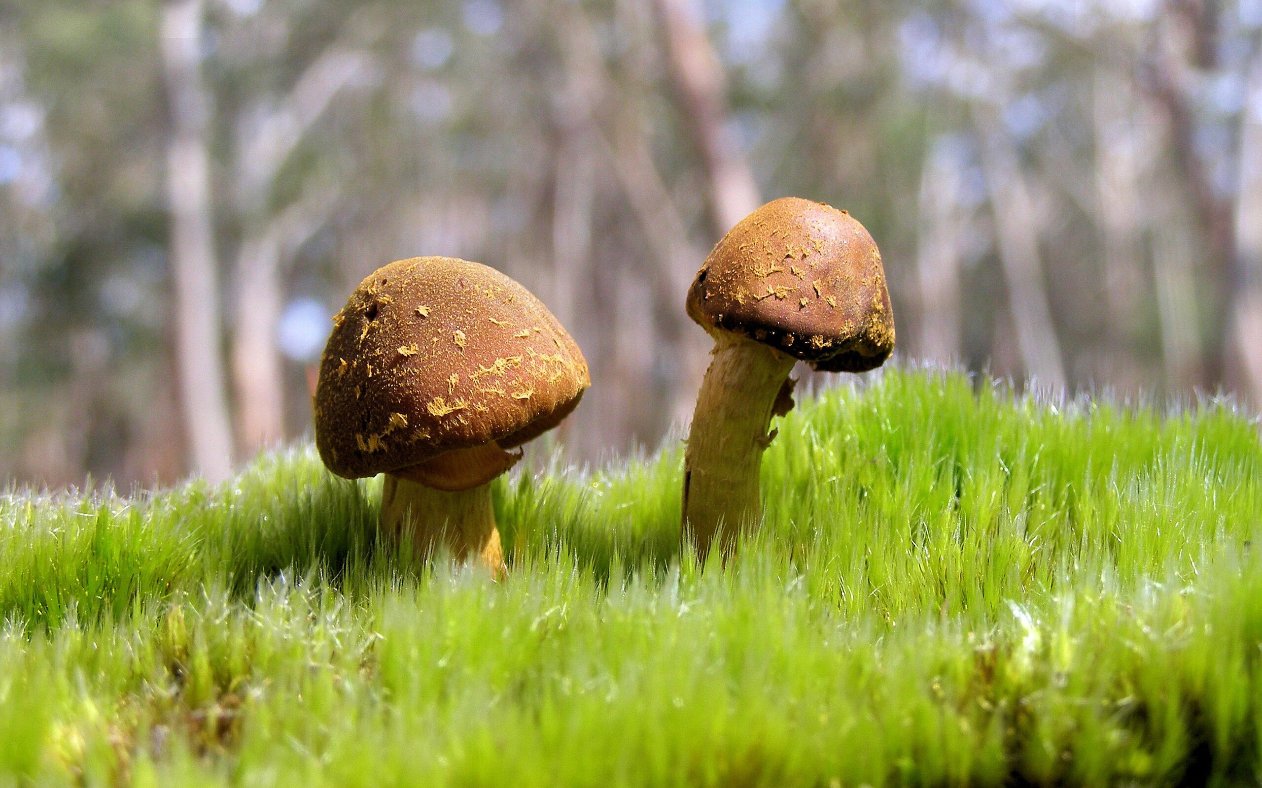 kaiyun开云·官方网站-世界杯究极技：盘带过人令人屏息，世界杯捧杯时刻