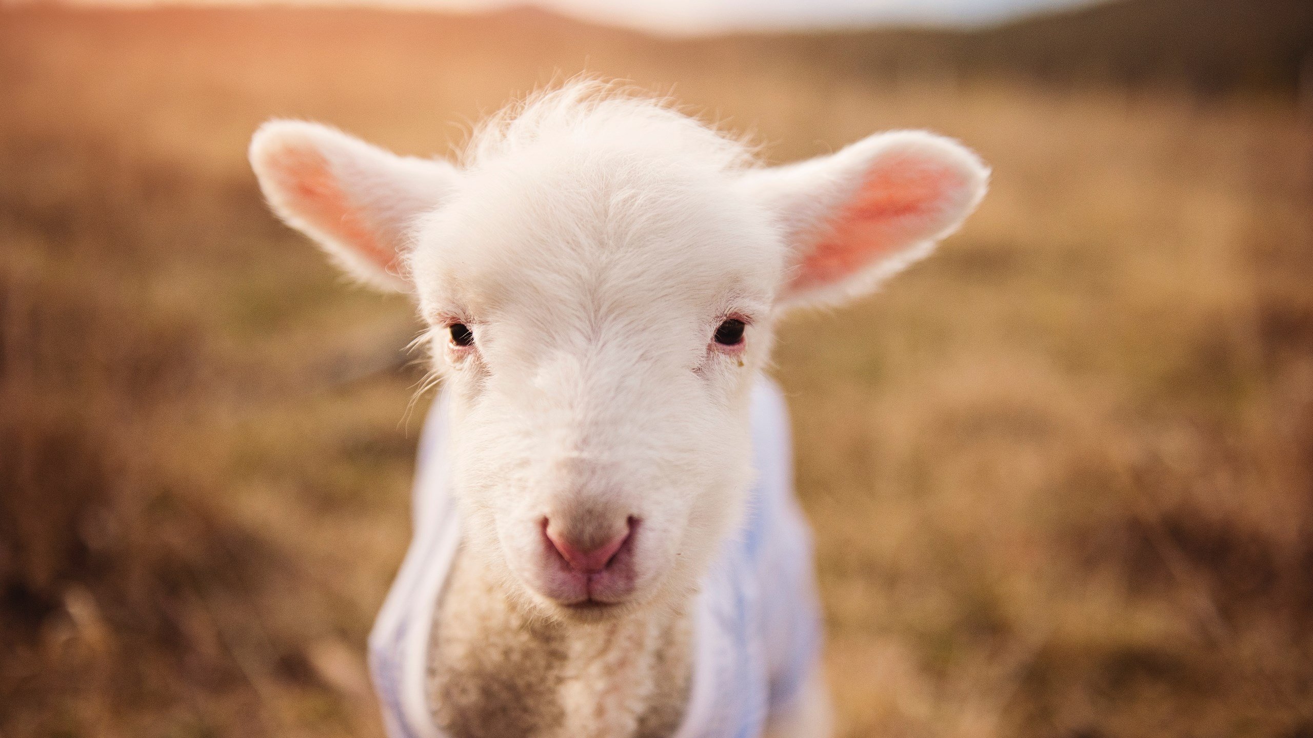 kaiyun体育综合-塔特带领袋鼠队逆转胜利，成为橄榄球冠军锦标赛的关键人物