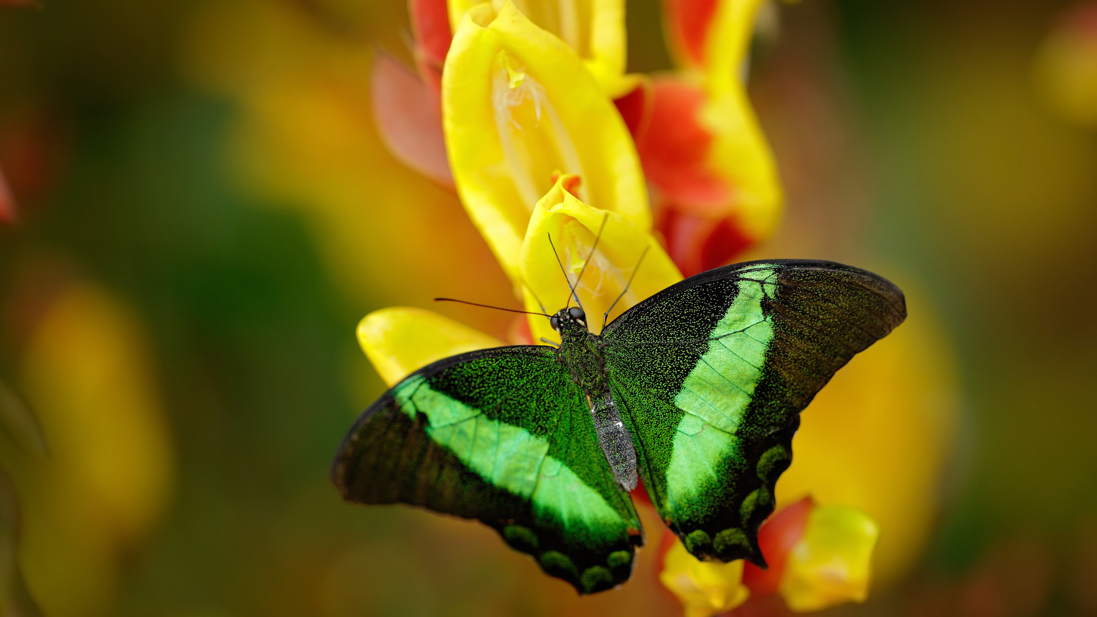 库里拍摄家庭短片展示生活一面,库里在家视频