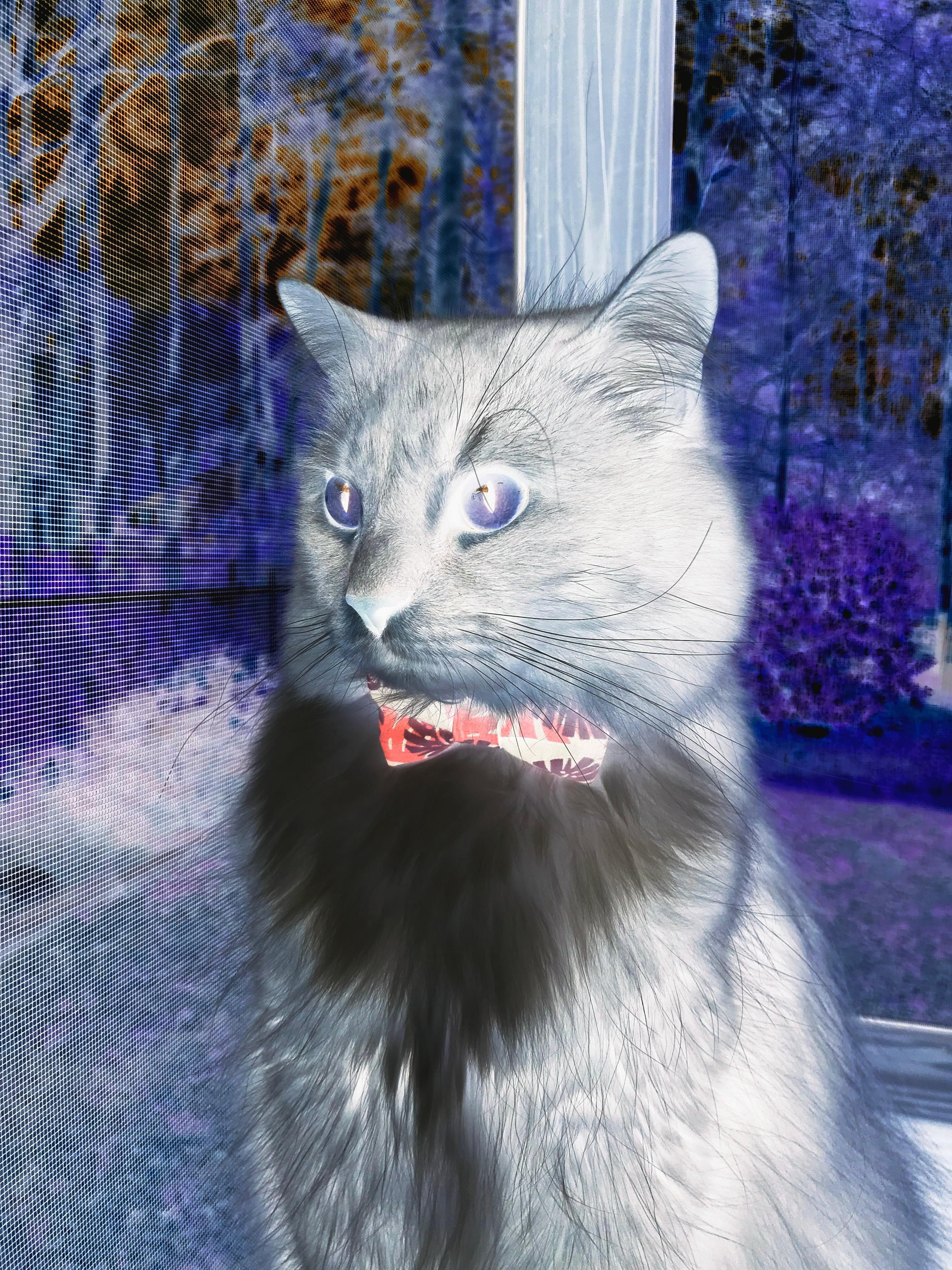 kaiyun官方入口登录-比利时男篮在欧洲预赛中奋勇奋战，冲击奥运荣耀，比利时男子篮球队