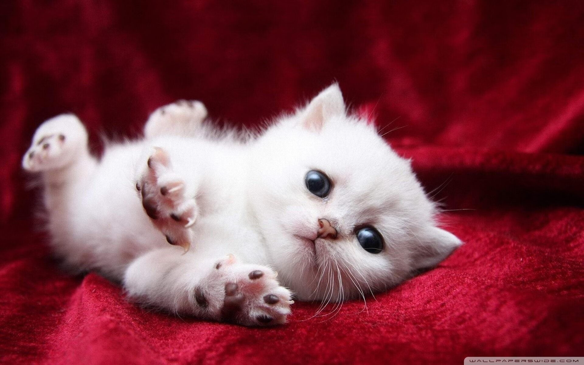 开云官网登录-美洲杯豪门争锋：抗压能力与战术应变的考验