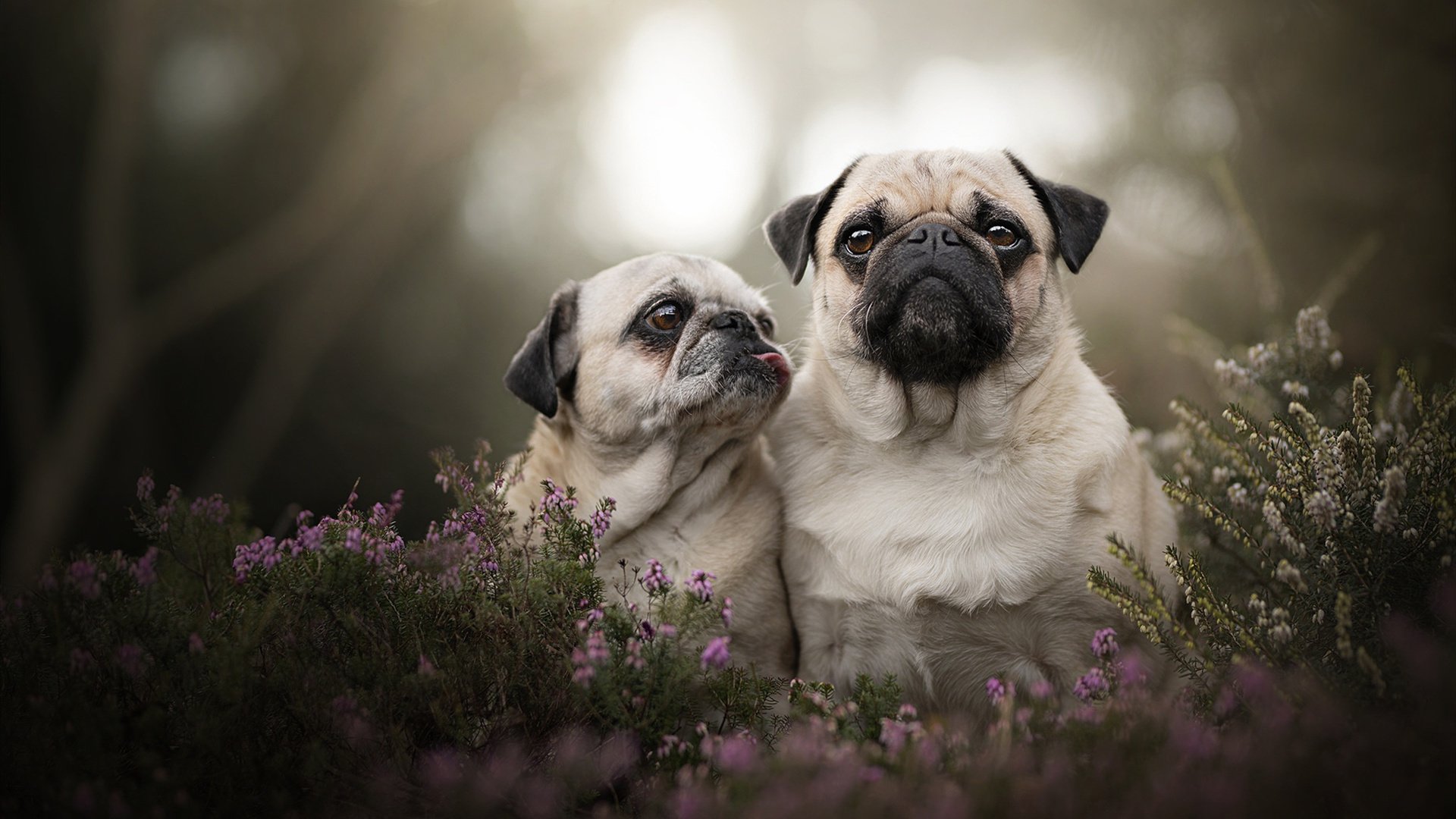 美洲杯豪门争锋:抗压能力与战术应变的考验