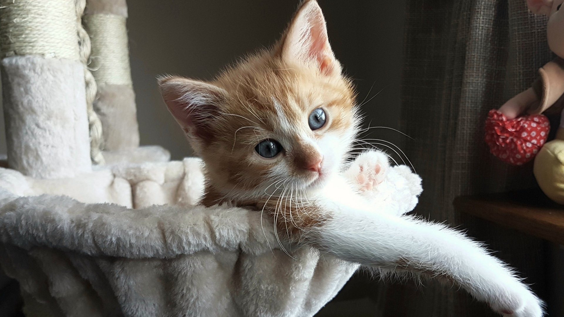 萨默·麦金托什赛后感谢团队支持