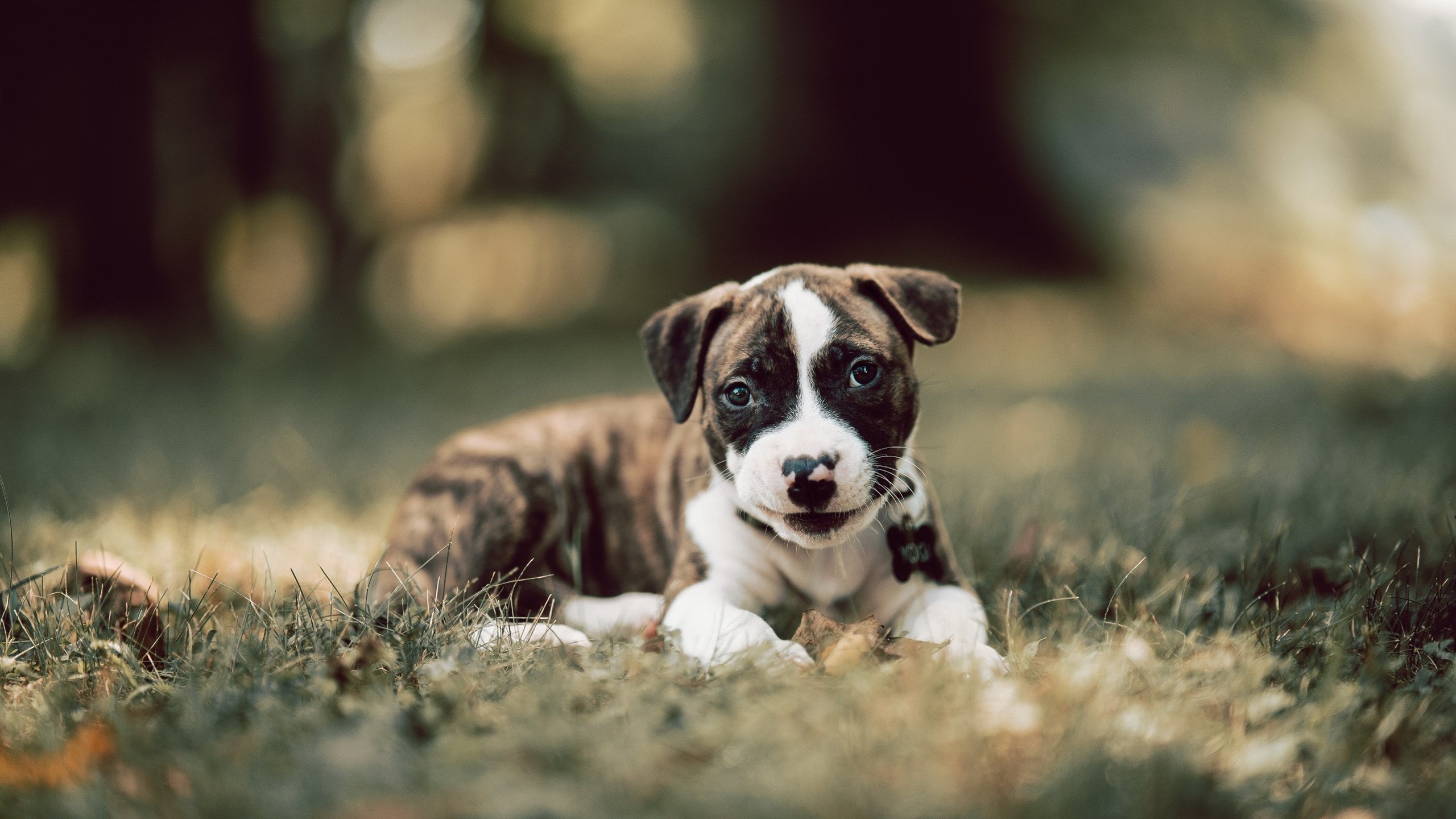 足球射门技术创新研究，足球射门技术的重难点